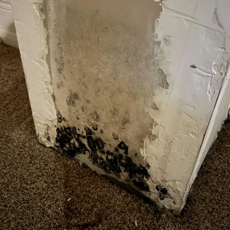 Professional Mold Removal in Woodville, FL